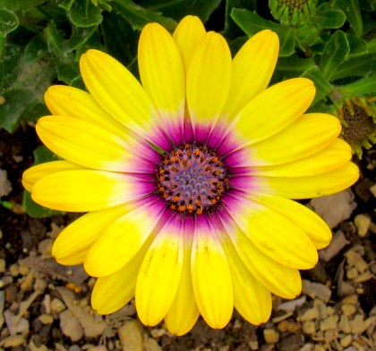 AshikagaFlowerPark15