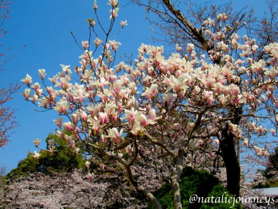 Hijiyama4Magnolia