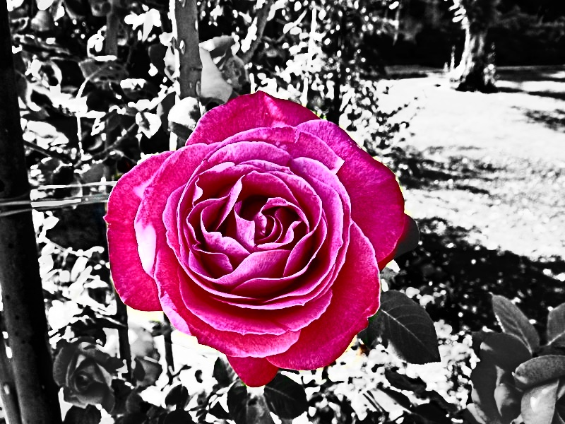Roses4BW